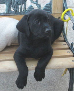 Morgan AKC