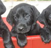 Morgan AKC
