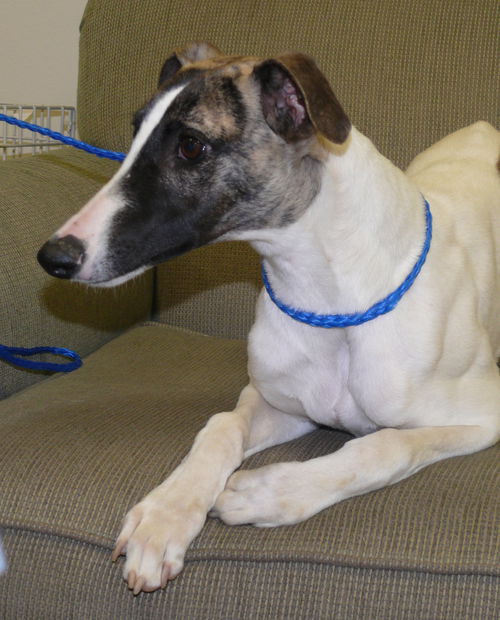 Polar/adoption pending