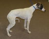 Polar/adoption pending