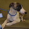 Polar/adoption pending
