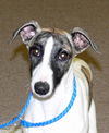 Polar/adoption pending