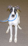 Polar/adoption pending