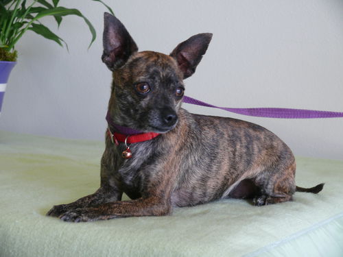 Sophia/brindle chi