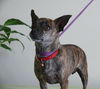 Sophia/brindle chi