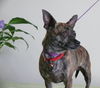 Sophia/brindle chi