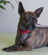 Sophia/brindle chi