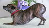 Sophia/brindle chi