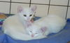 Kittens/pure white!