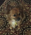 Pixie