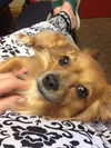 Pixie