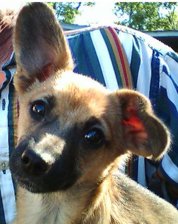 PIXIE