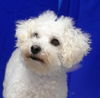 Billy the Bichon