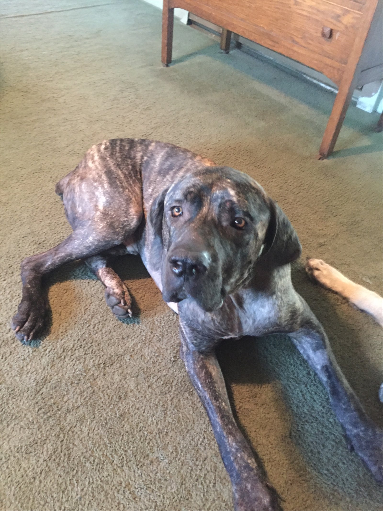 adoptable Dog in McMinnville, OR named Diesel