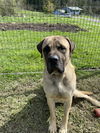 adoptable Dog in , OR named Jasper