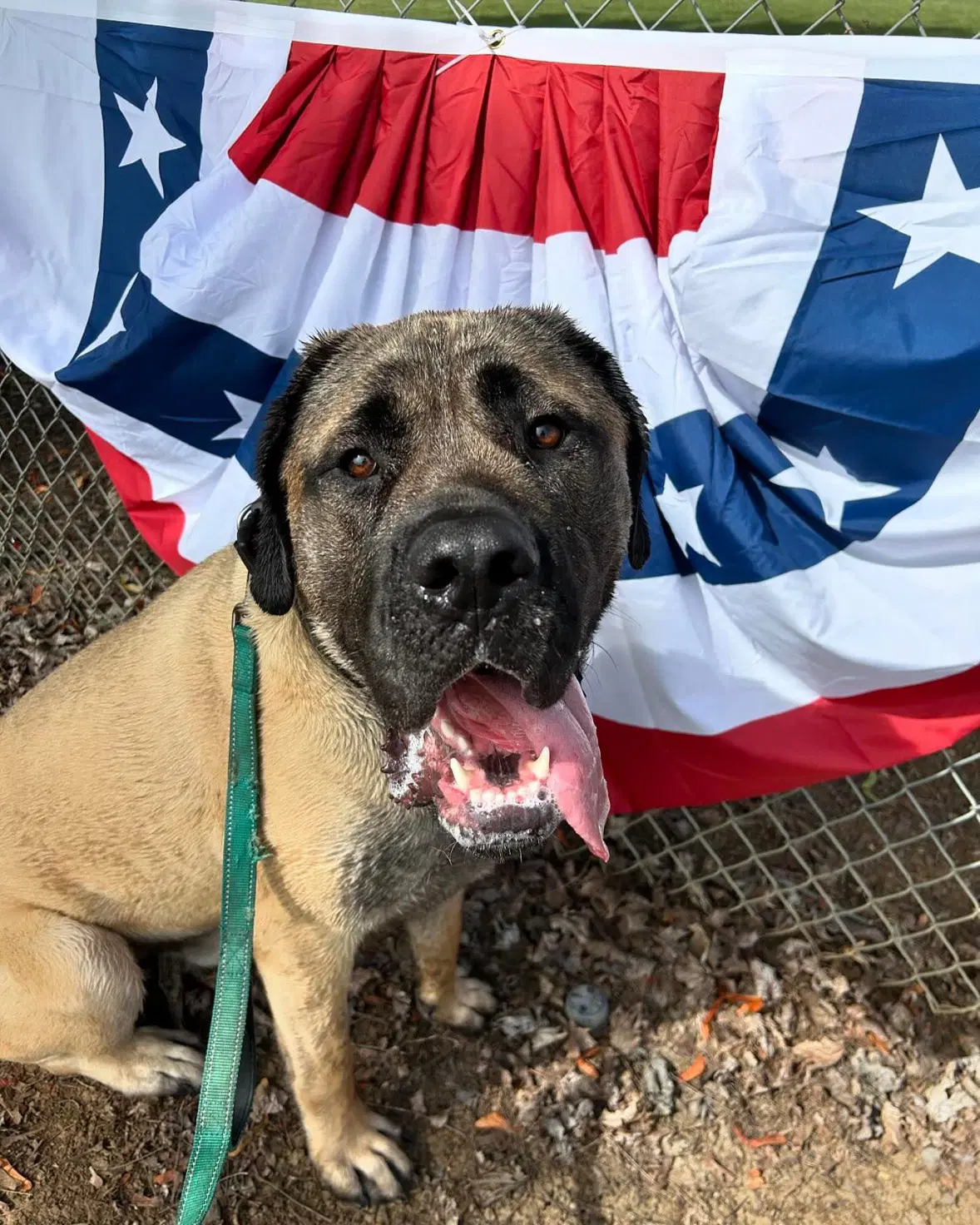 Capone - Mastiff