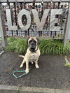Buddy