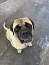Buddy