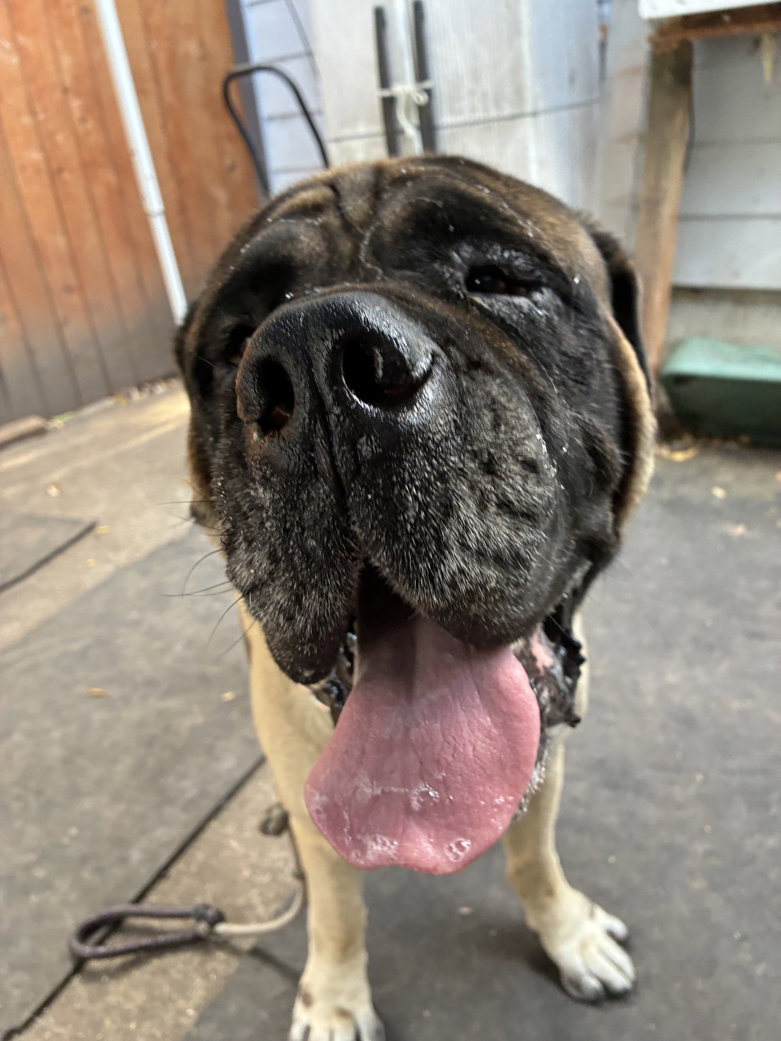 Chief, Mastiff