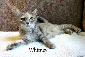 Whitney