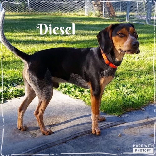 Diesel #2