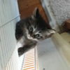 Munchkin