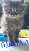 Munchkin