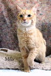 Milo