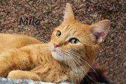 Milo