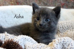 Asha