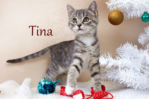 Tina