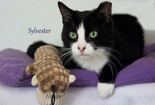 Sylvester