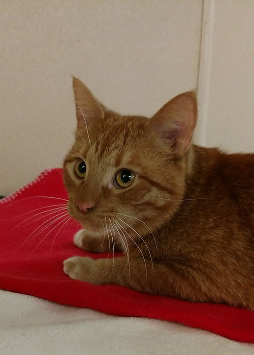 Mr Mittens