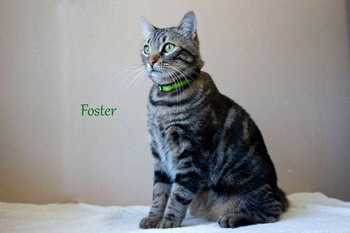 Foster