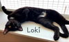 Loki