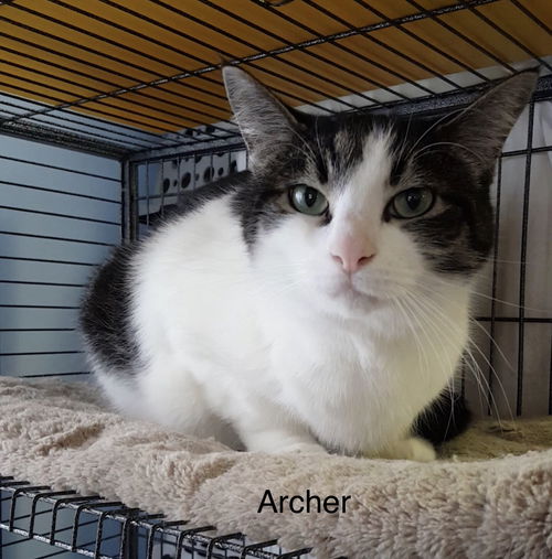 Archer