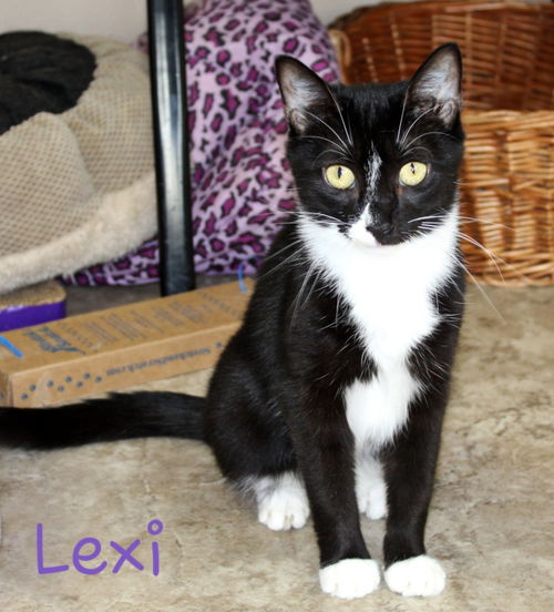 Lexi