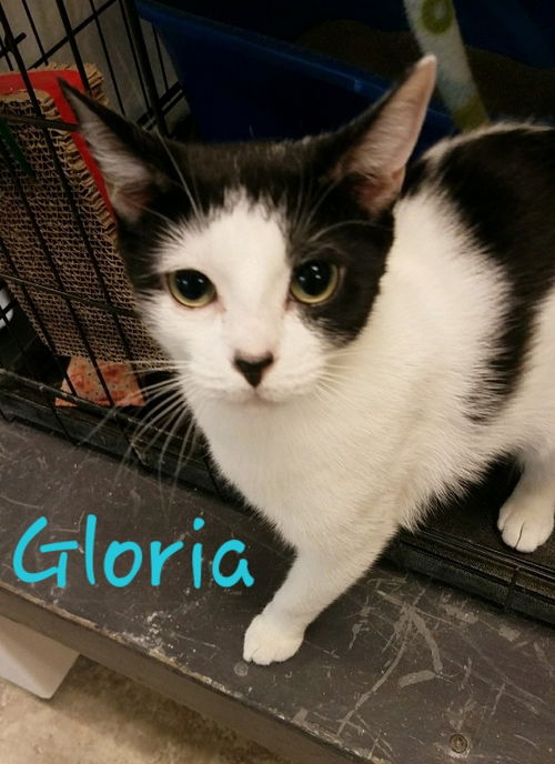 Gloria