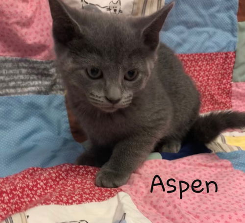 Aspen