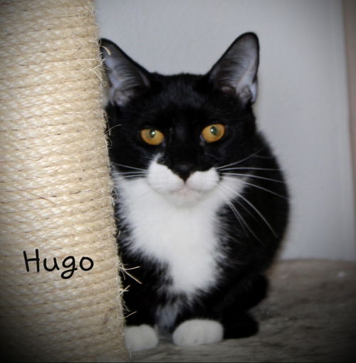 Hugo