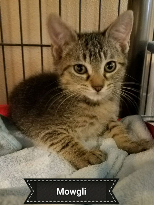 Mowgli