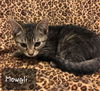 Mowgli