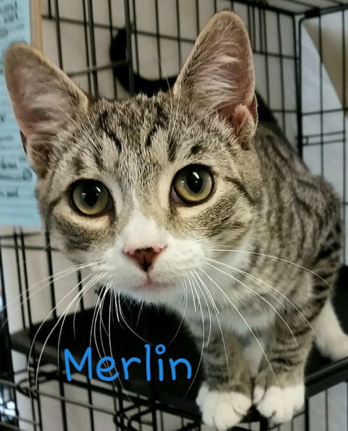 Merlin