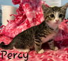 Percy