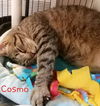 Cosmo