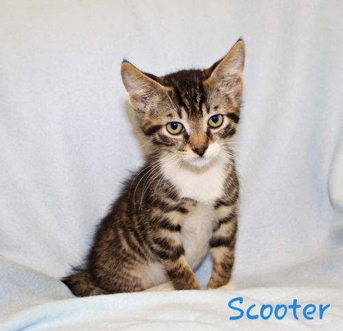 Scooter