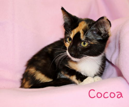 Cocoa