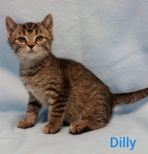 Dilly