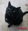 Linus