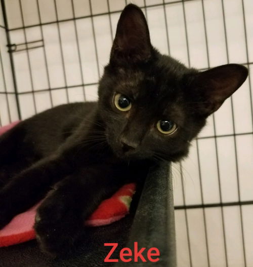 Zeke